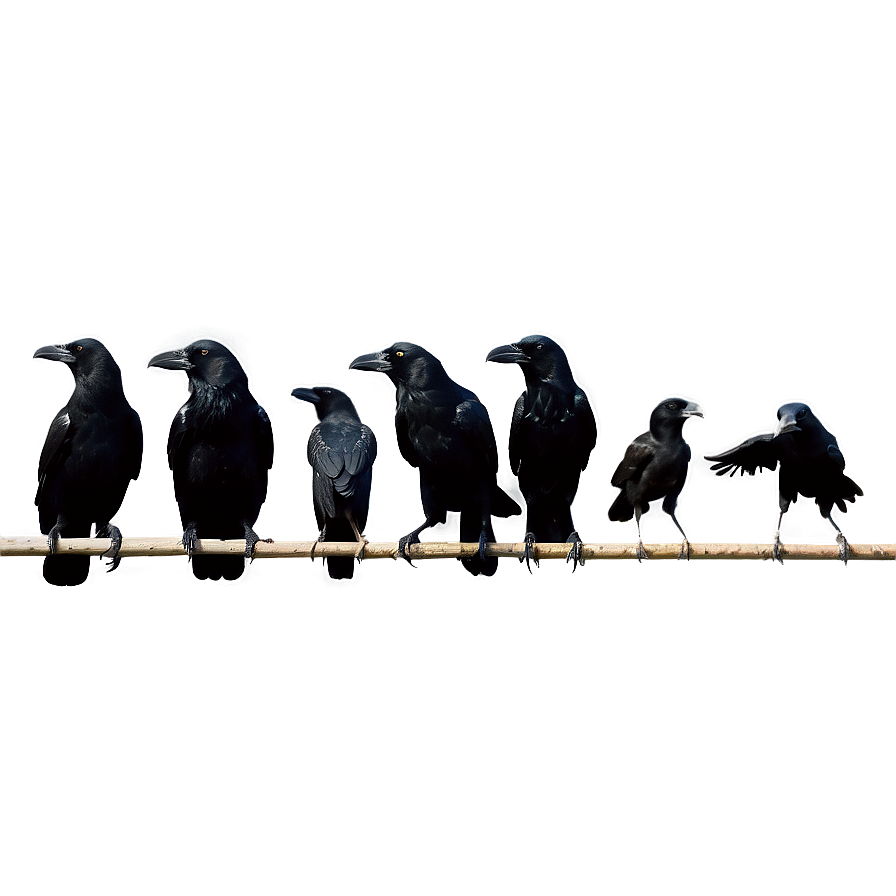 Crow Flock Png Wpw41 PNG Image