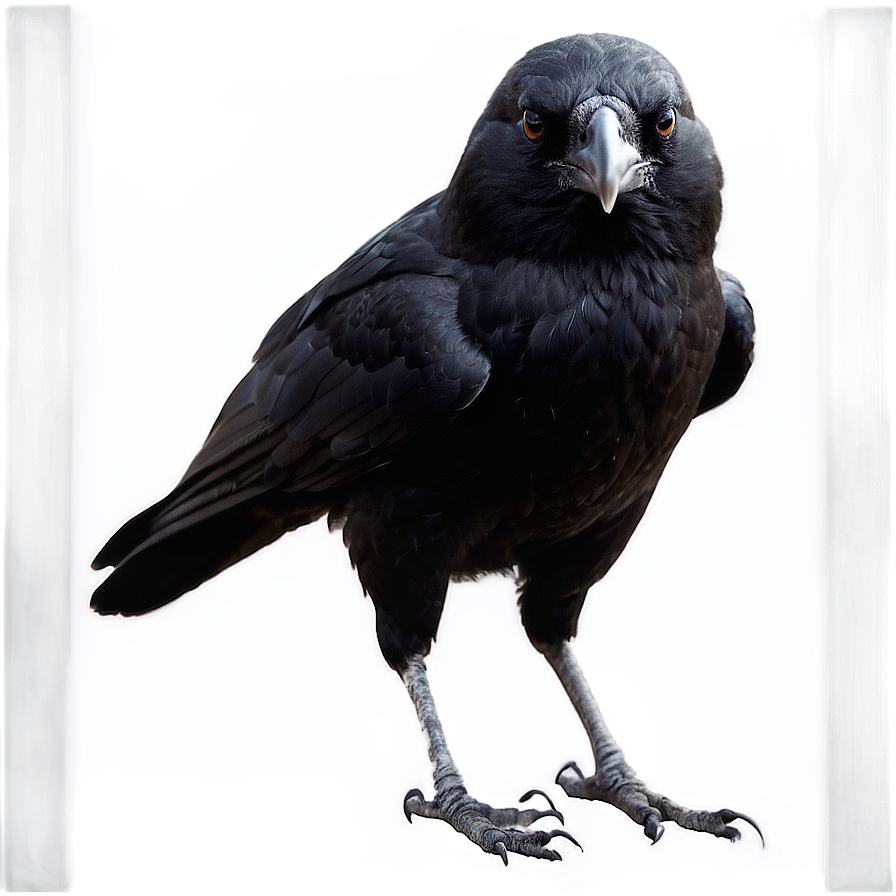 Crow Standing Png 50 PNG Image