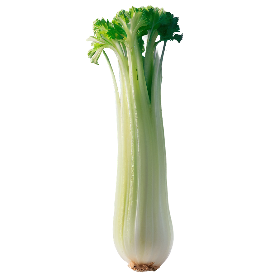 Crunchy Celery Png 06252024 PNG Image