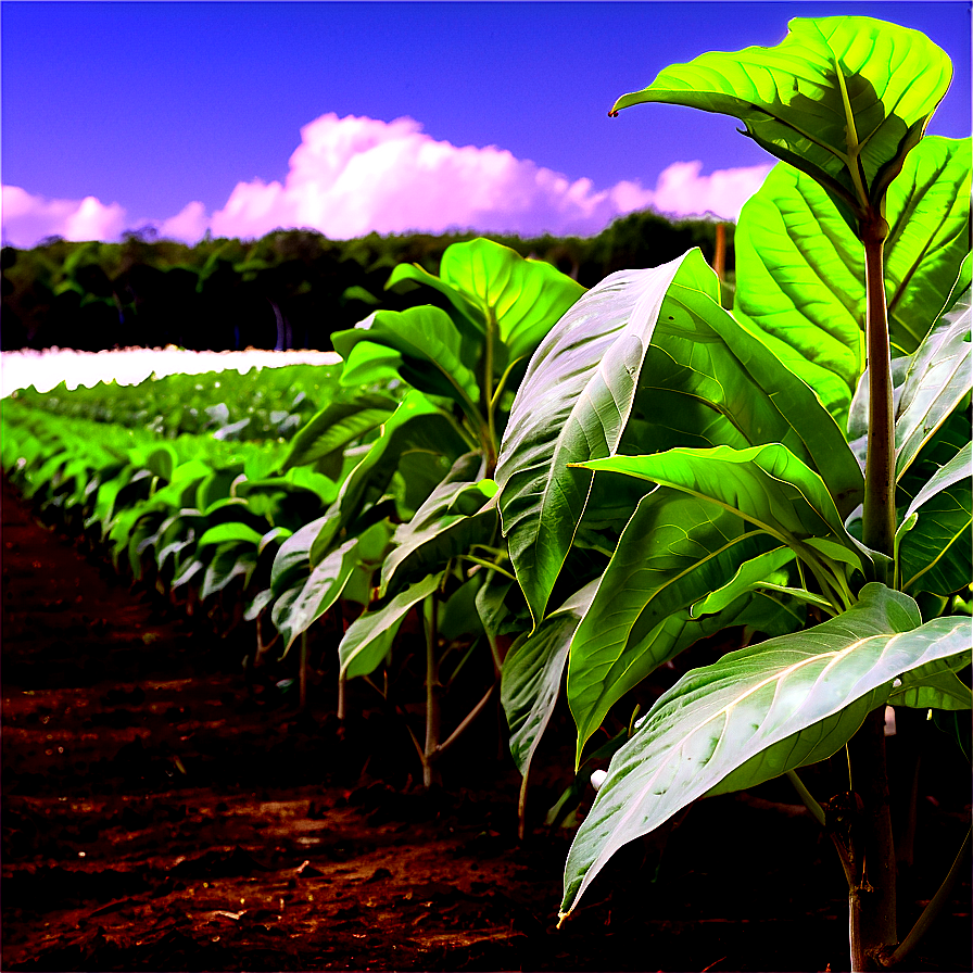 Cuban Tobacco Field Png 06202024 PNG Image