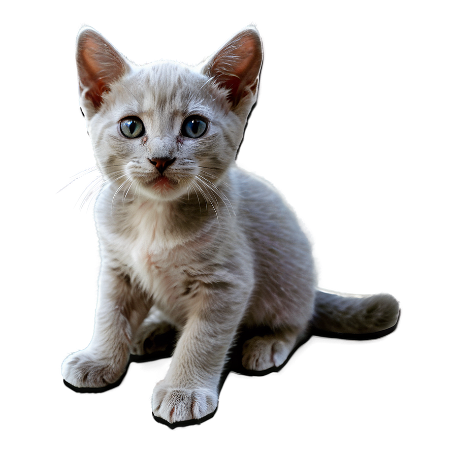 Cuddly Grey Kitten Png Bfp85 PNG Image