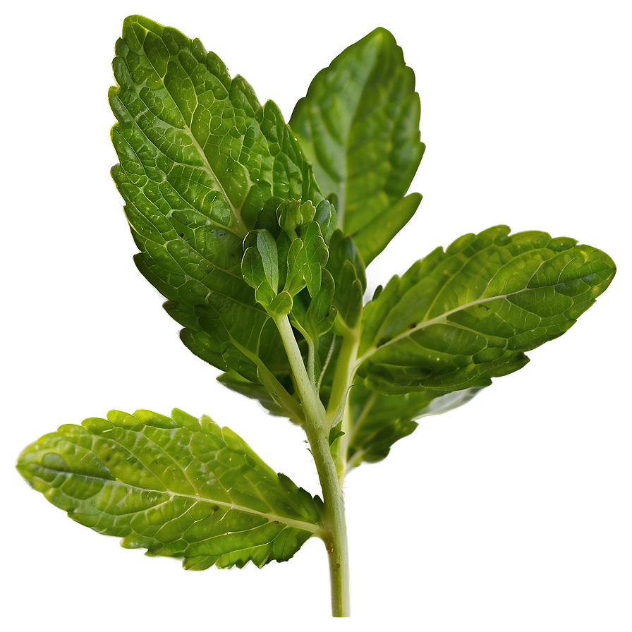 Culinary Mint Leaves Png Nso PNG Image