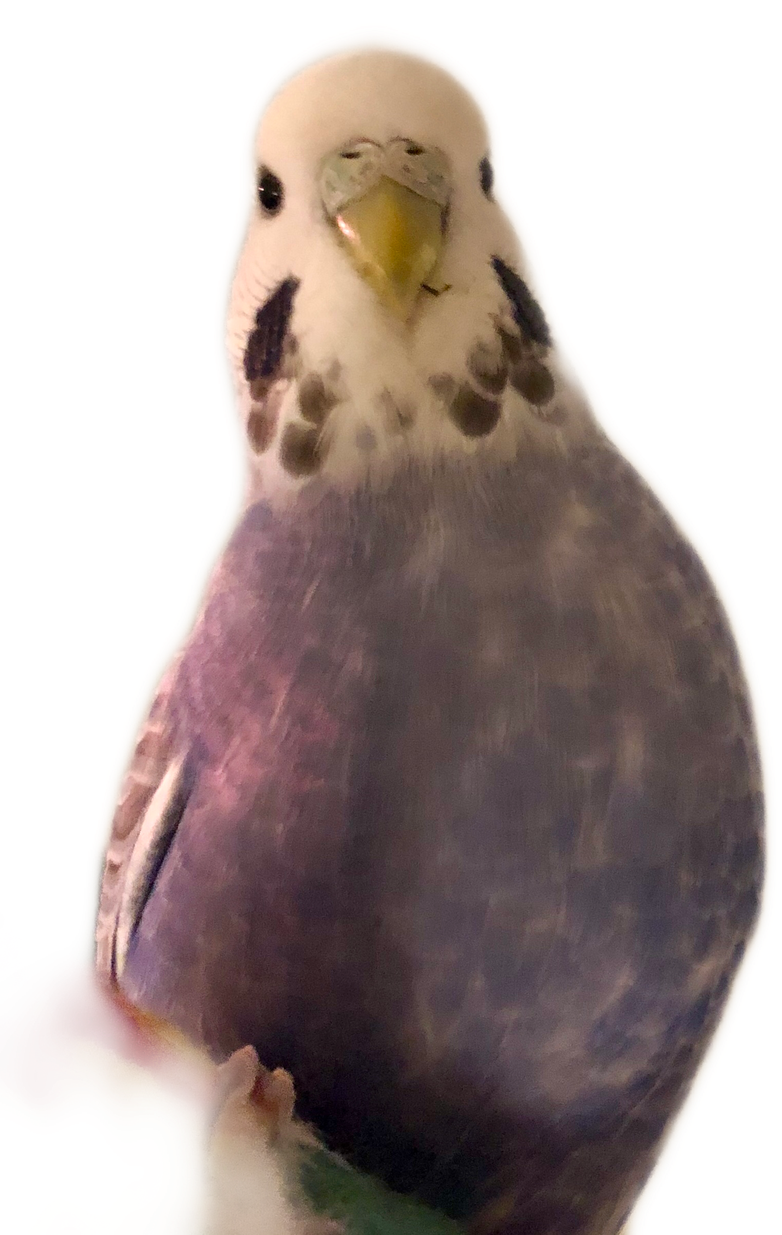 Curious Budgie Portrait PNG Image