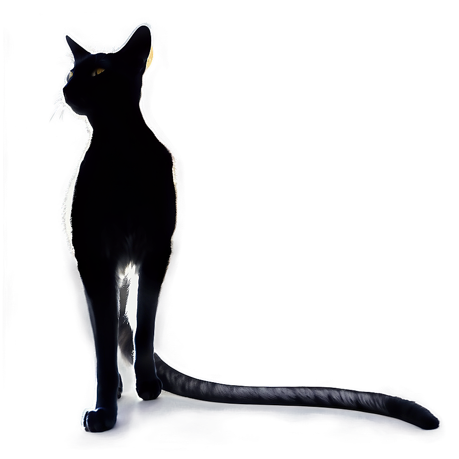 Curious Cat Silhouette Png Tof PNG Image