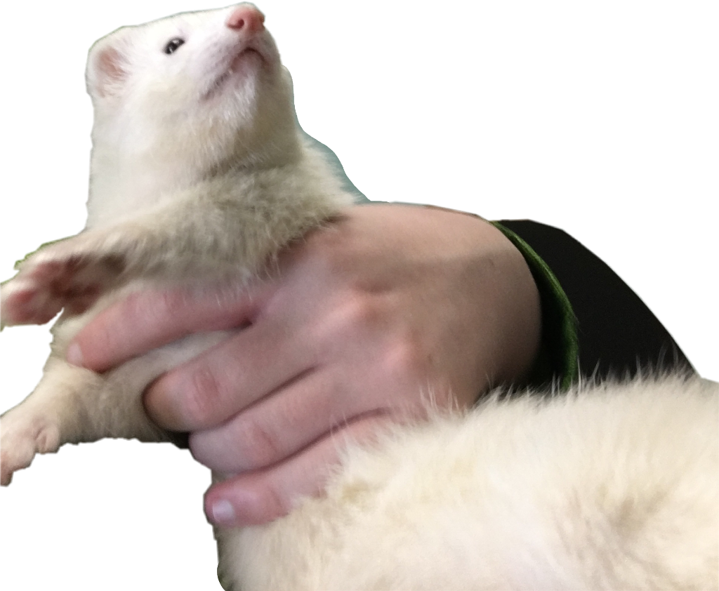 Curious Ferretin Hands PNG Image