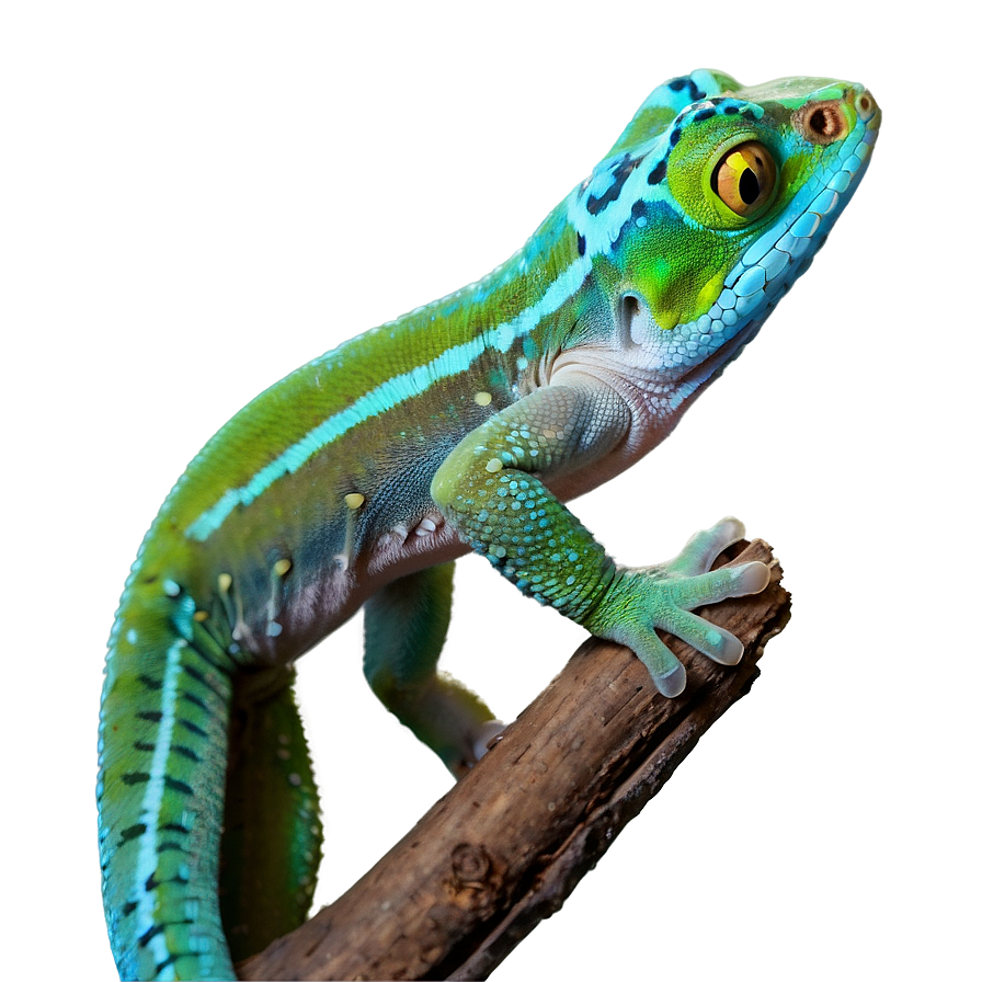 Curious Geckos Png 62 PNG Image