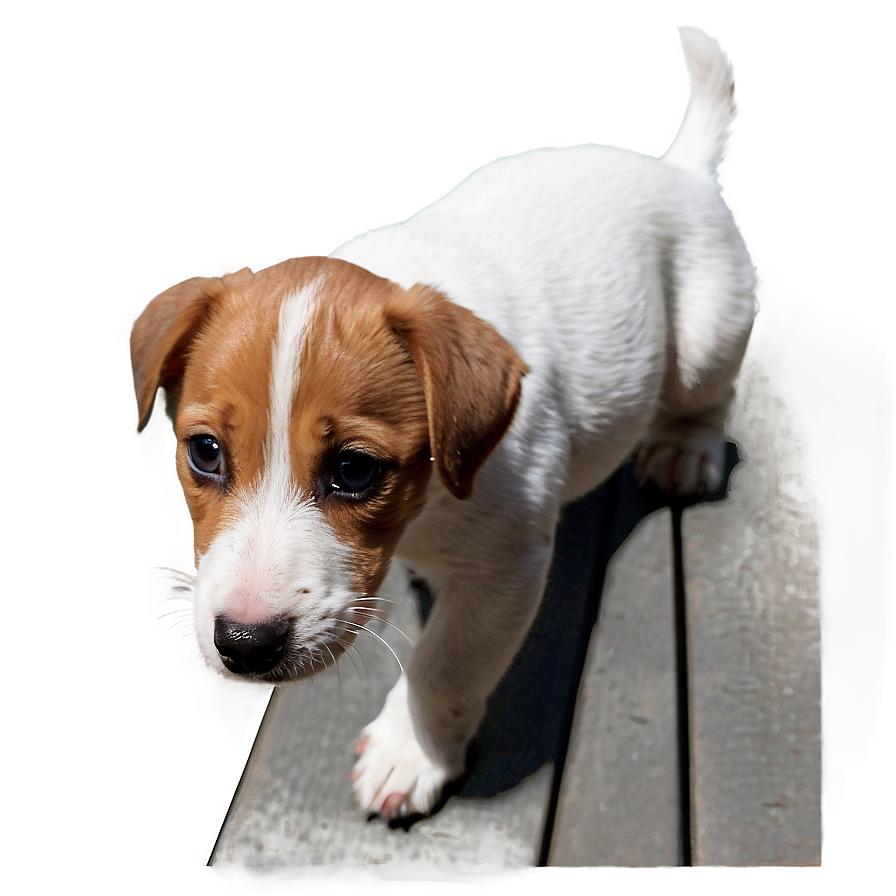 Curious Jack Russell Puppy Png Ixh11 PNG Image