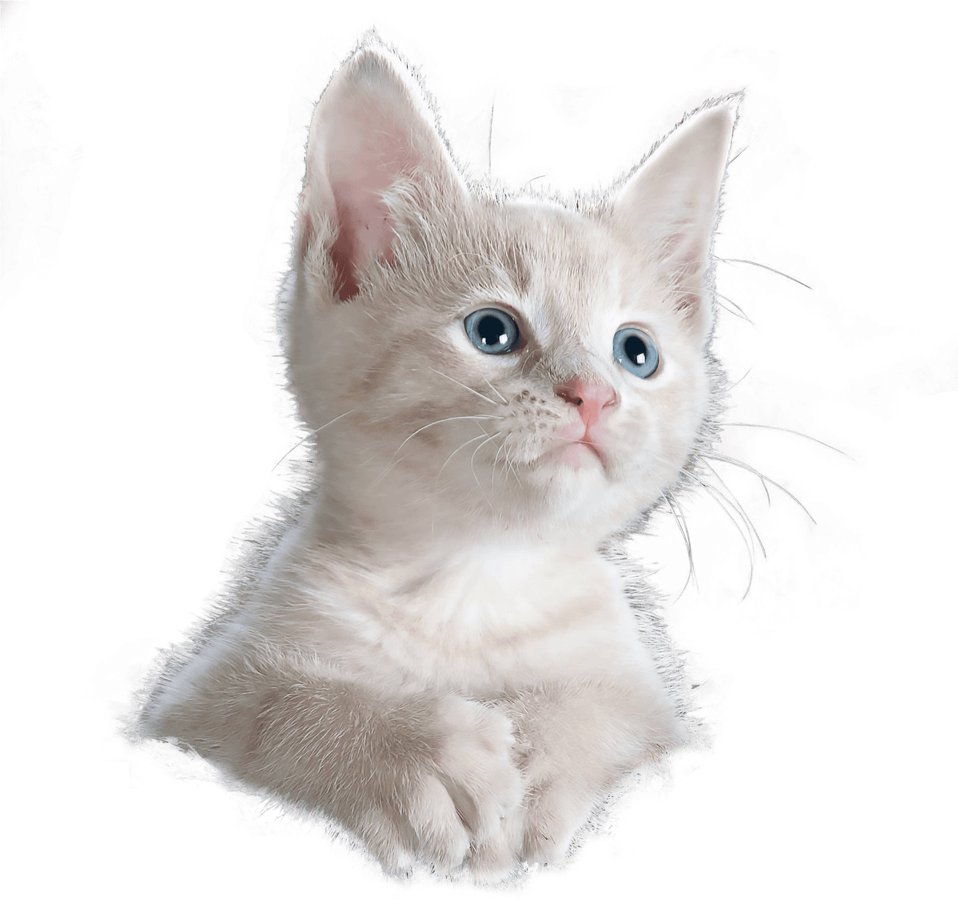 Curious Kitten Blue Eyes PNG Image