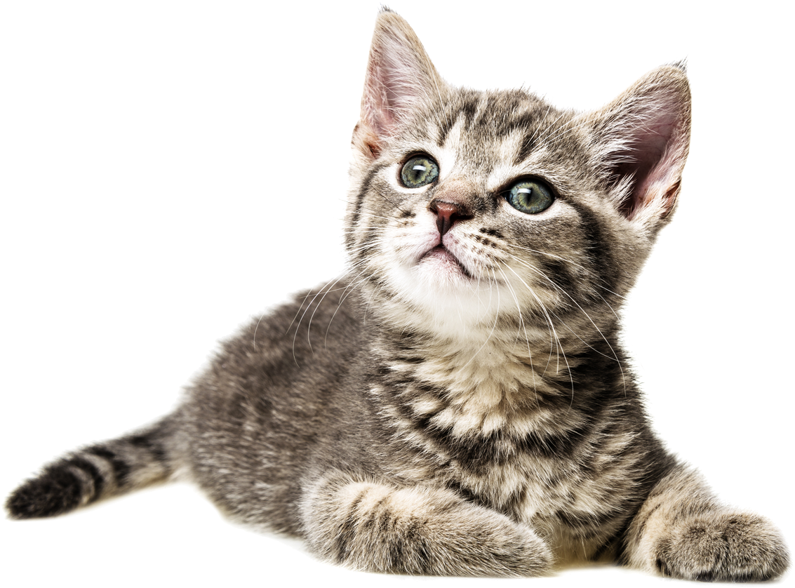 Curious Kitten Looking Up PNG Image