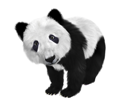 Curious Panda Black Background PNG Image