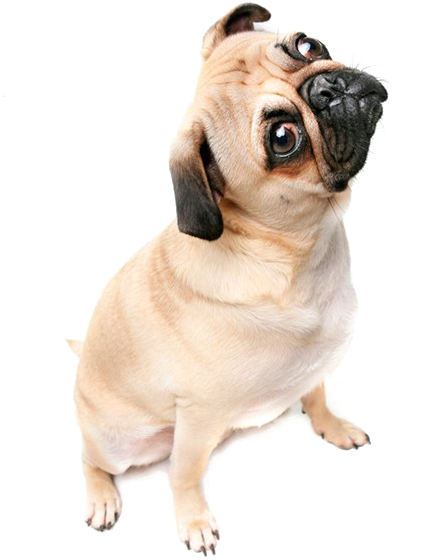 Curious Pug Tilting Head PNG Image