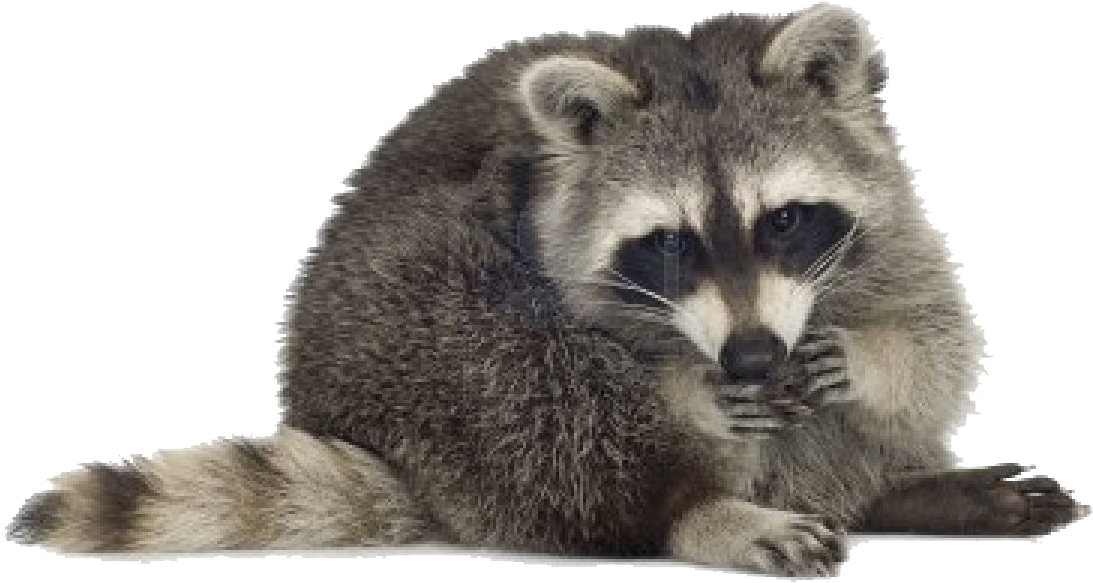 Curious Raccoon Pose PNG Image