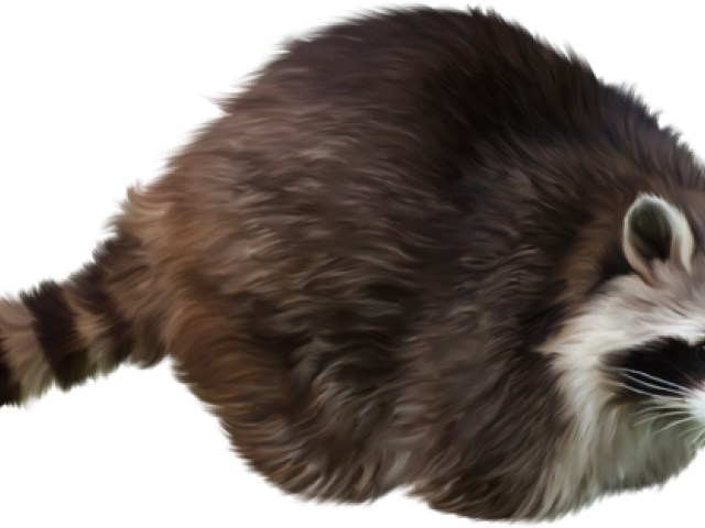 Curled Up Raccoon Illustration PNG Image