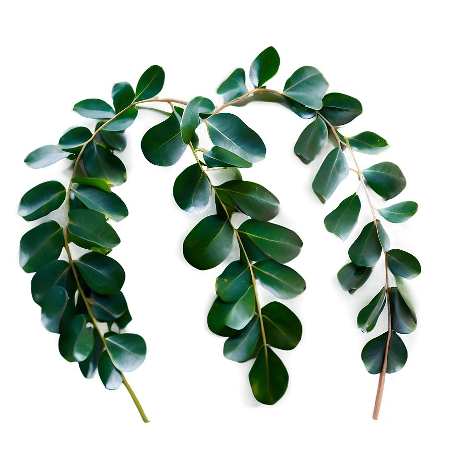 Curly Eucalyptus Leaves Png 65 PNG Image