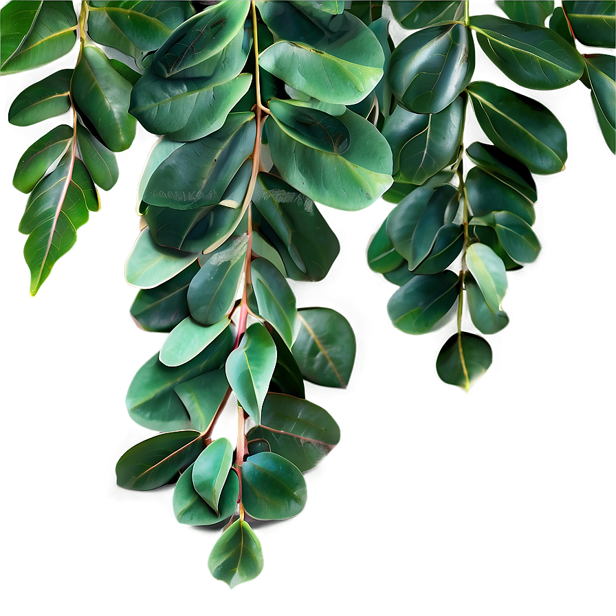 Curly Eucalyptus Leaves Png Uwb PNG Image