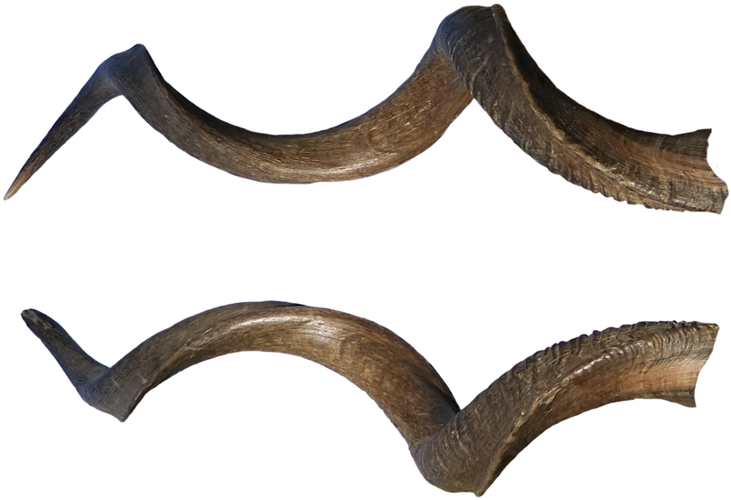 Curved Animal Horns PNG Image