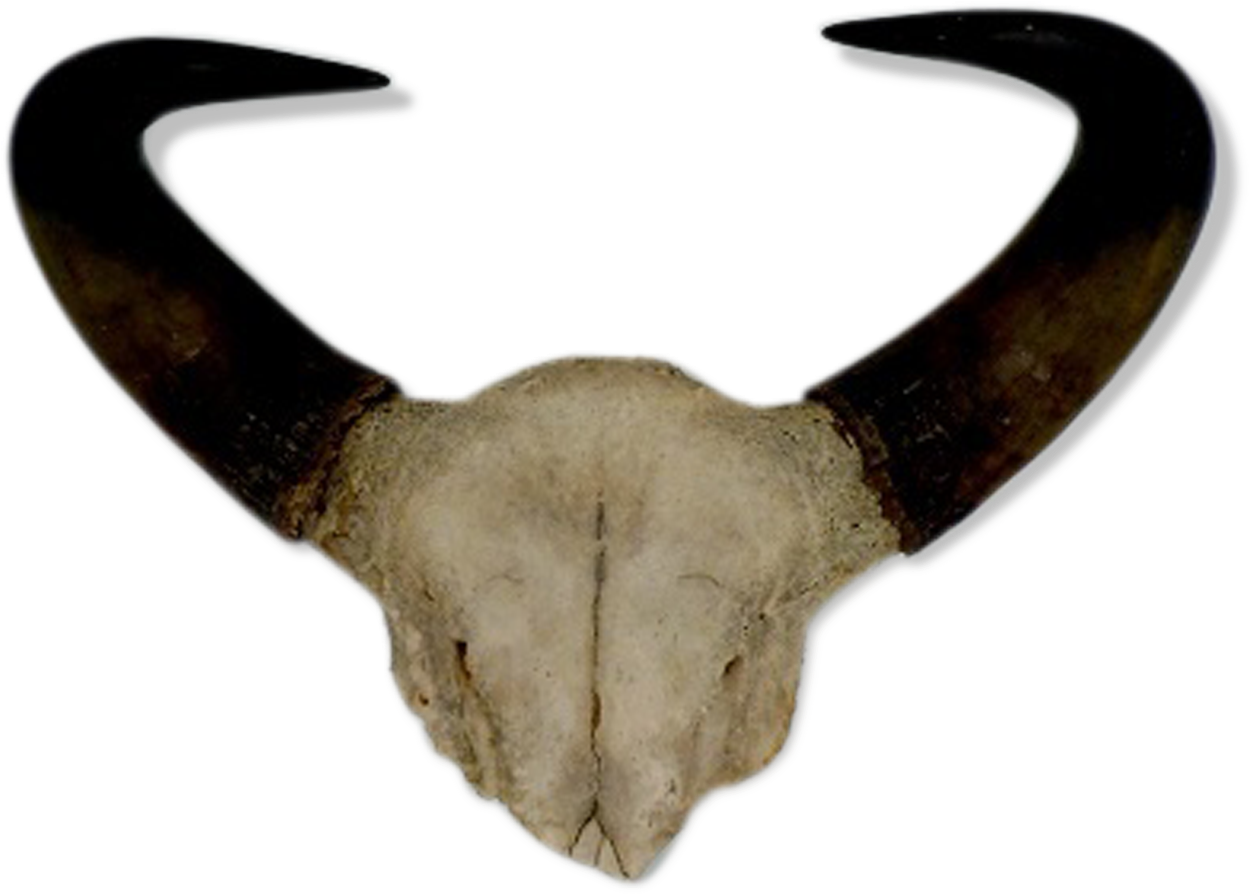 Curved Goat Horns PNG Image