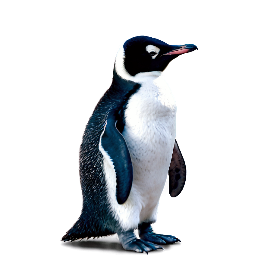 Cute Baby Penguin Png Jby PNG Image