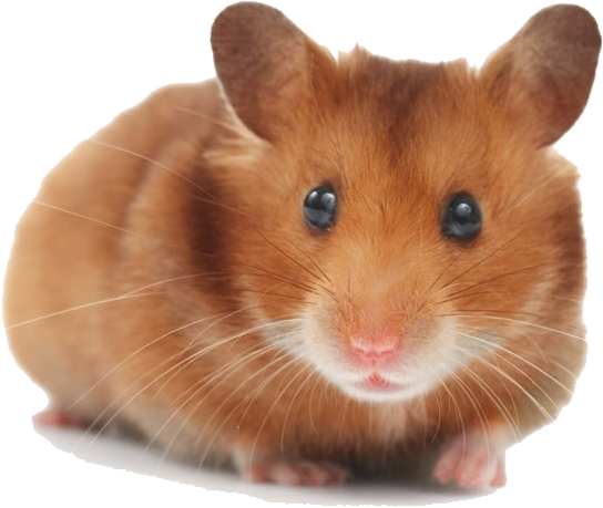 Cute Brown Hamster.png PNG Image