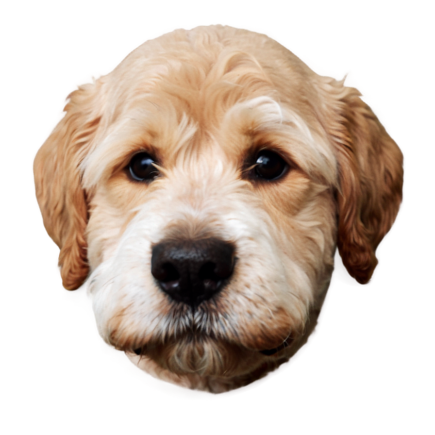 Cute Dog Head Clipart Png 06212024 PNG Image