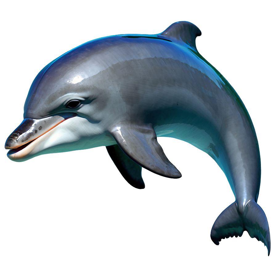 Cute Dolphin Png Wmq32 PNG Image