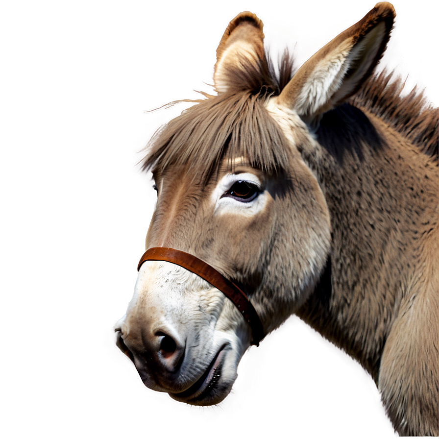 Cute Donkey Character Png Pfh PNG Image