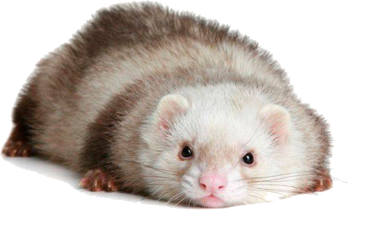 Cute Ferret Lying Down.png PNG Image