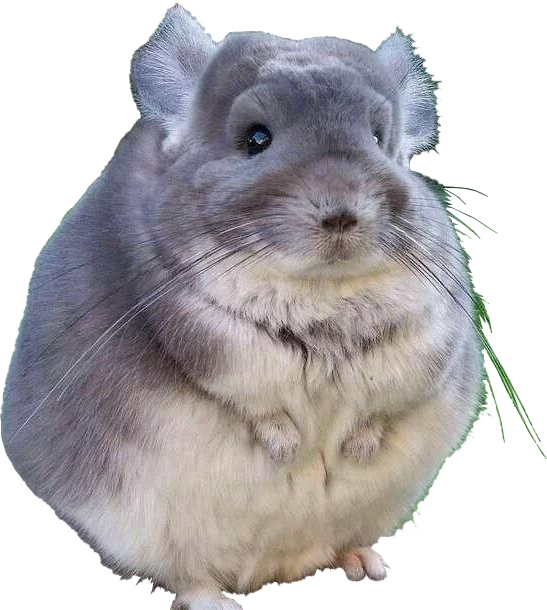 Cute_ Grey_ Chinchilla.png PNG Image