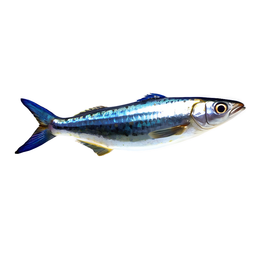 Cute Sardine Png Jie8 PNG Image