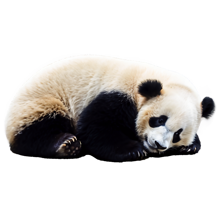 Cute Sleeping Panda Png 05232024 PNG Image