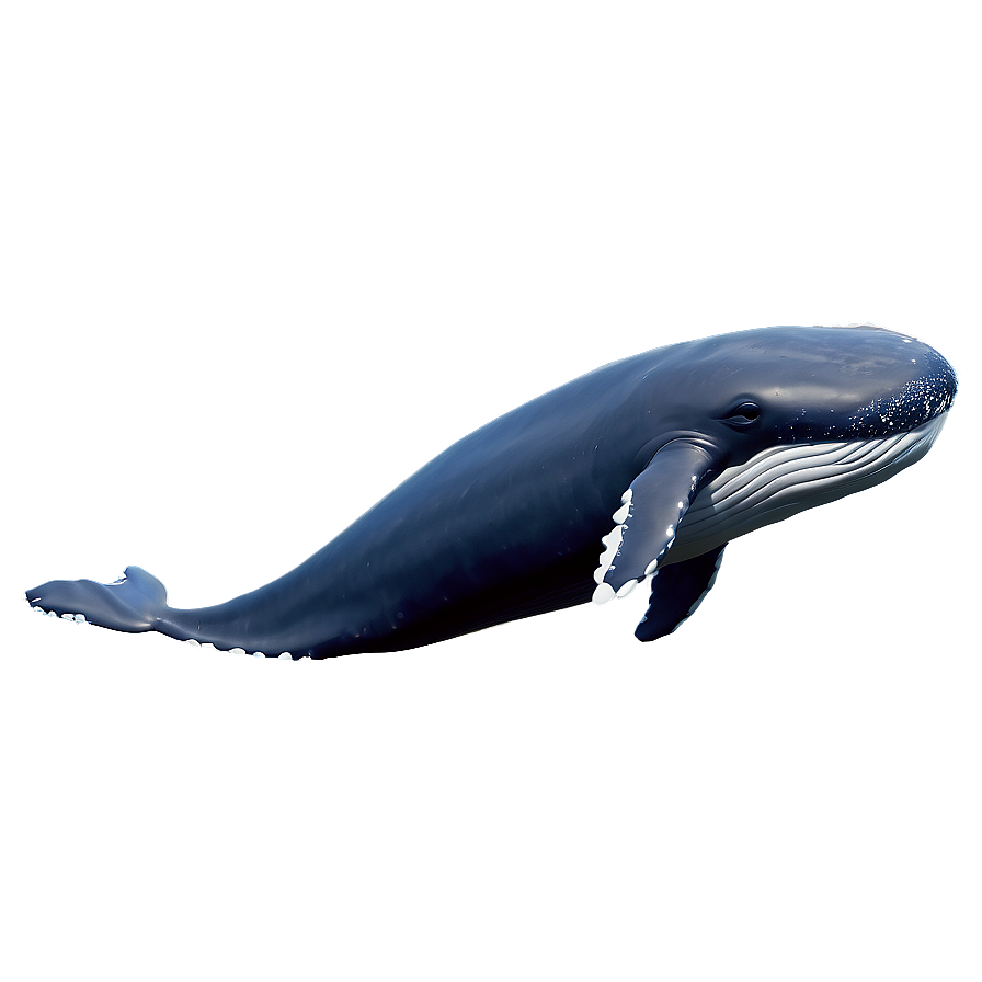 Cute Whale Png 05032024 PNG Image