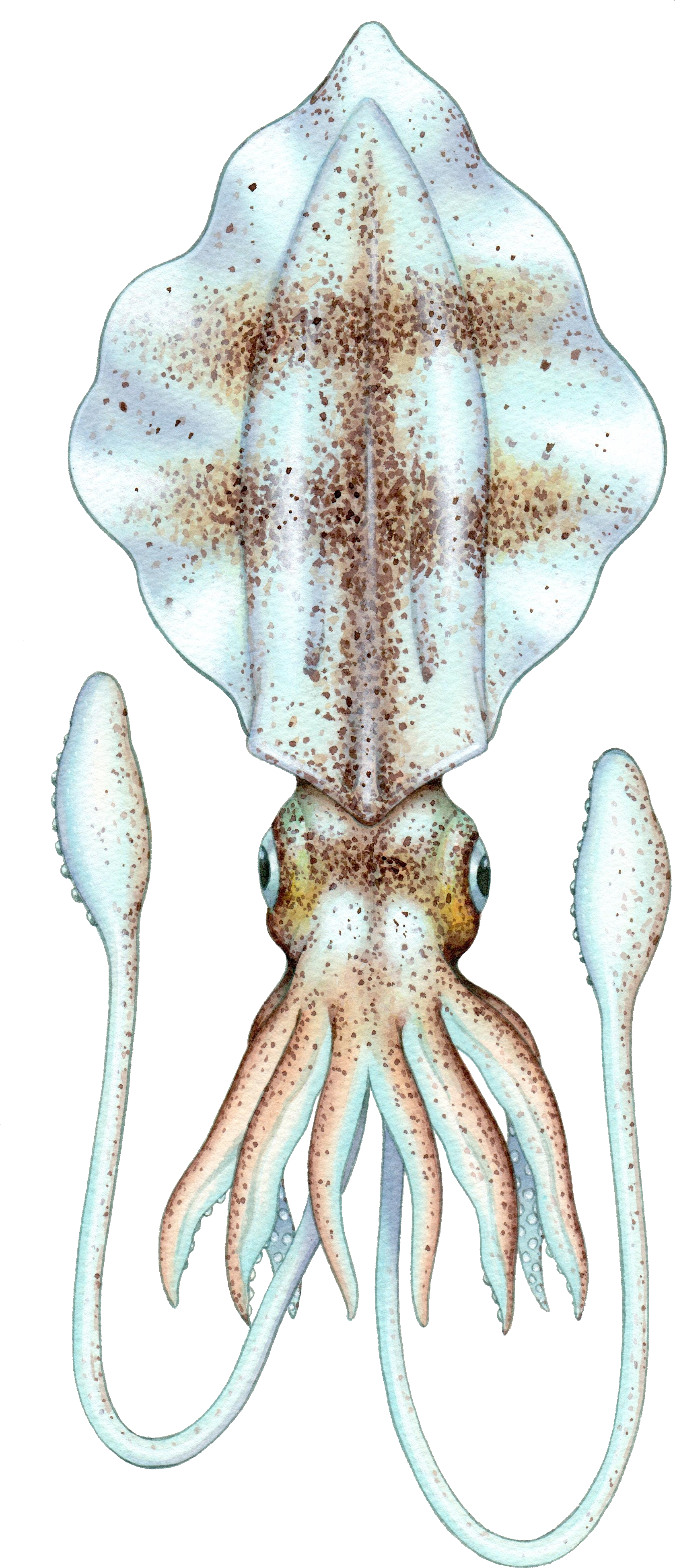 Cuttlefish Illustration Transparent Background PNG Image