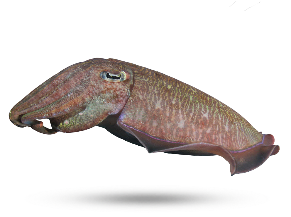 Cuttlefish Side View Isolated PNG Image