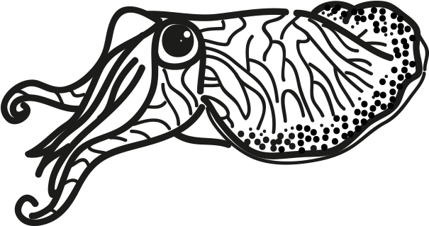 Cuttlefish_ Vector_ Illustration.png PNG Image