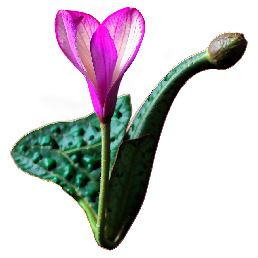 Cyclamen Flower Drawing Png 11 PNG Image