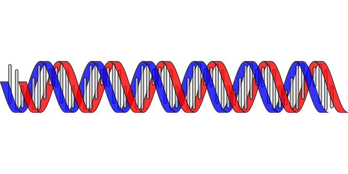 D N A Double Helix Structure PNG Image