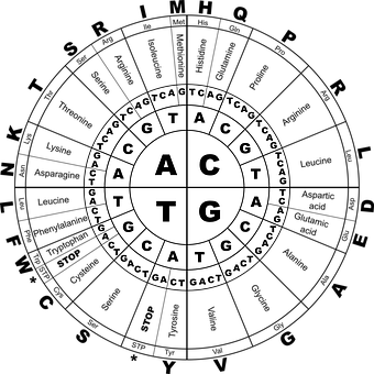 D N A Nucleotide Base Pair Chart PNG Image