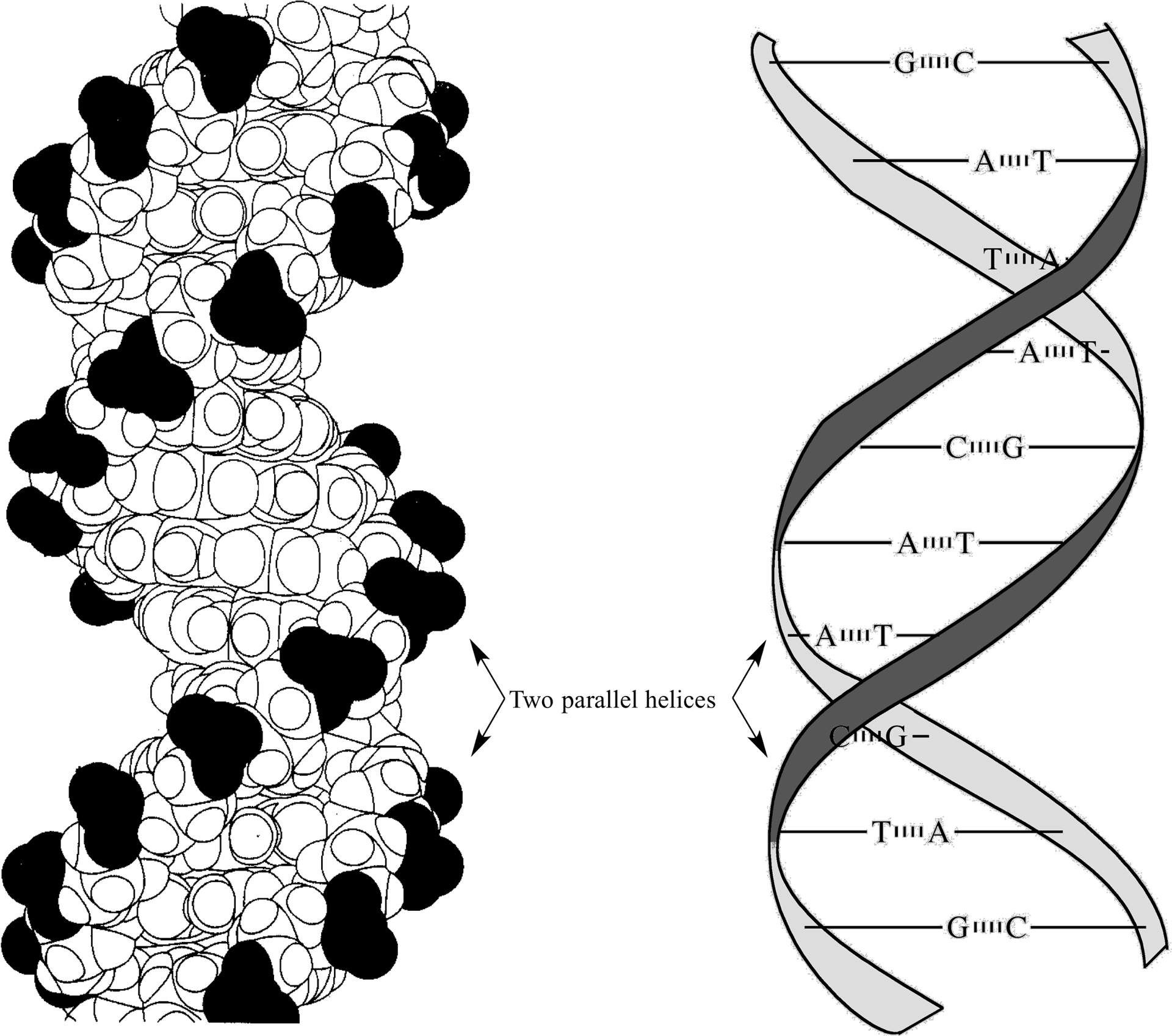 D N A_ Structure_and_ Base_ Pairing PNG Image