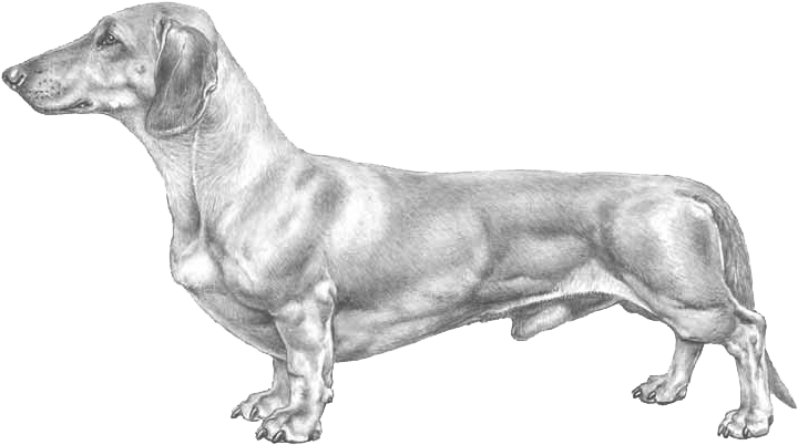 Dachshund Sketch Illustration.png PNG Image