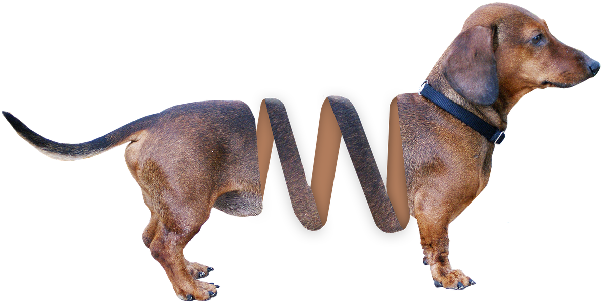 Dachshund Stretched Body Artwork PNG Image