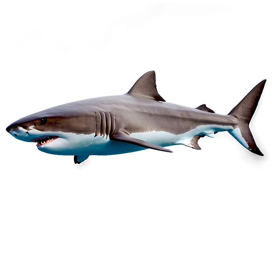 Daddy Shark Swimming Png 74 PNG Image