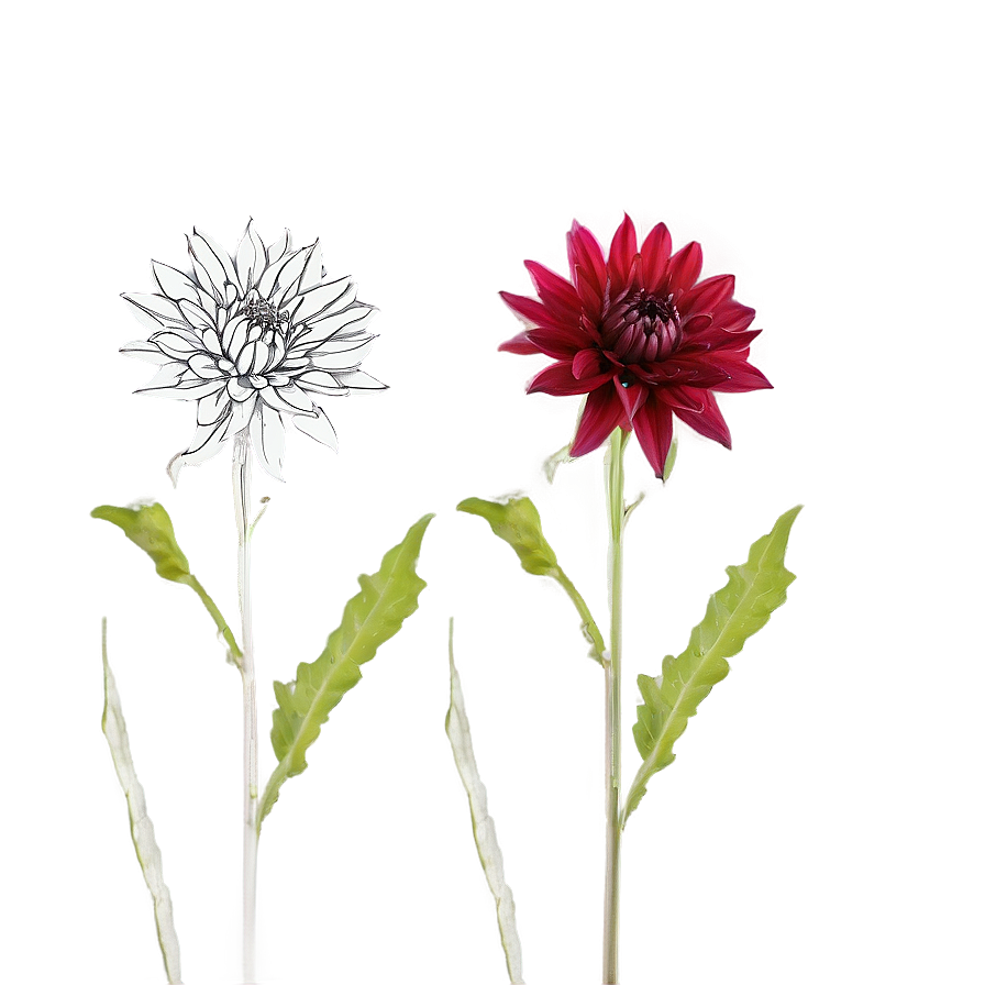 Dahlia Cutting Propagation Png 06112024 PNG Image