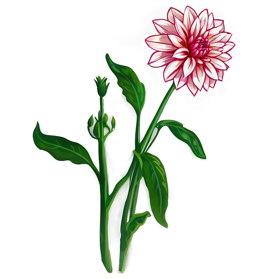 Dahlia Flower Sketch Png Fki PNG Image