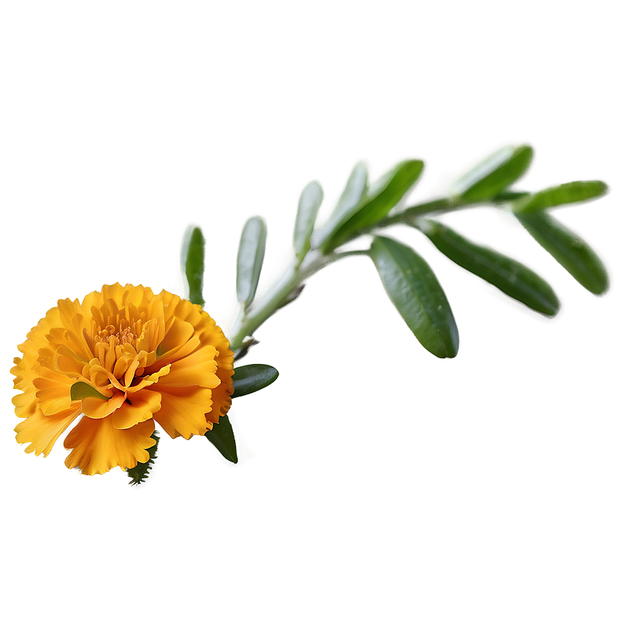 Dainty Marigold Png Odi2 PNG Image