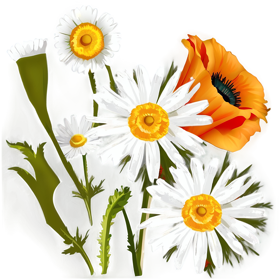 Daisies And Poppies Png 06122024 PNG Image