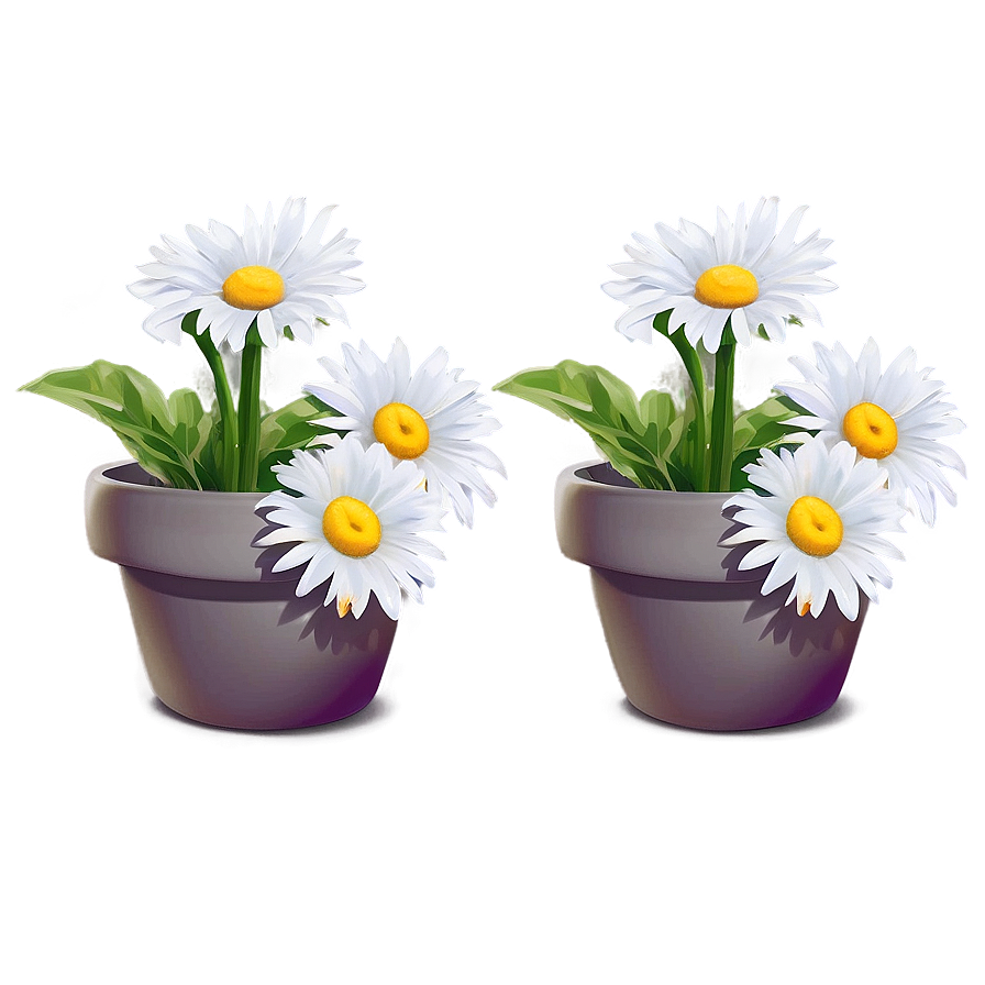 Daisies In Pots Png 06122024 PNG Image