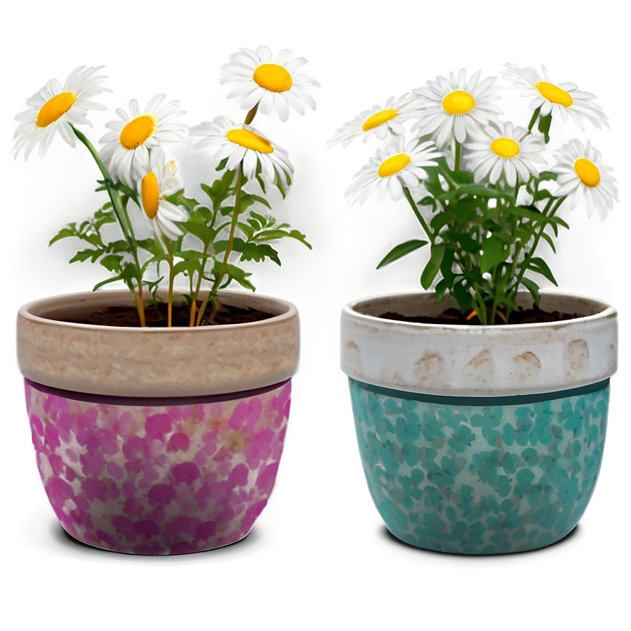 Daisies In Pots Png 69 PNG Image