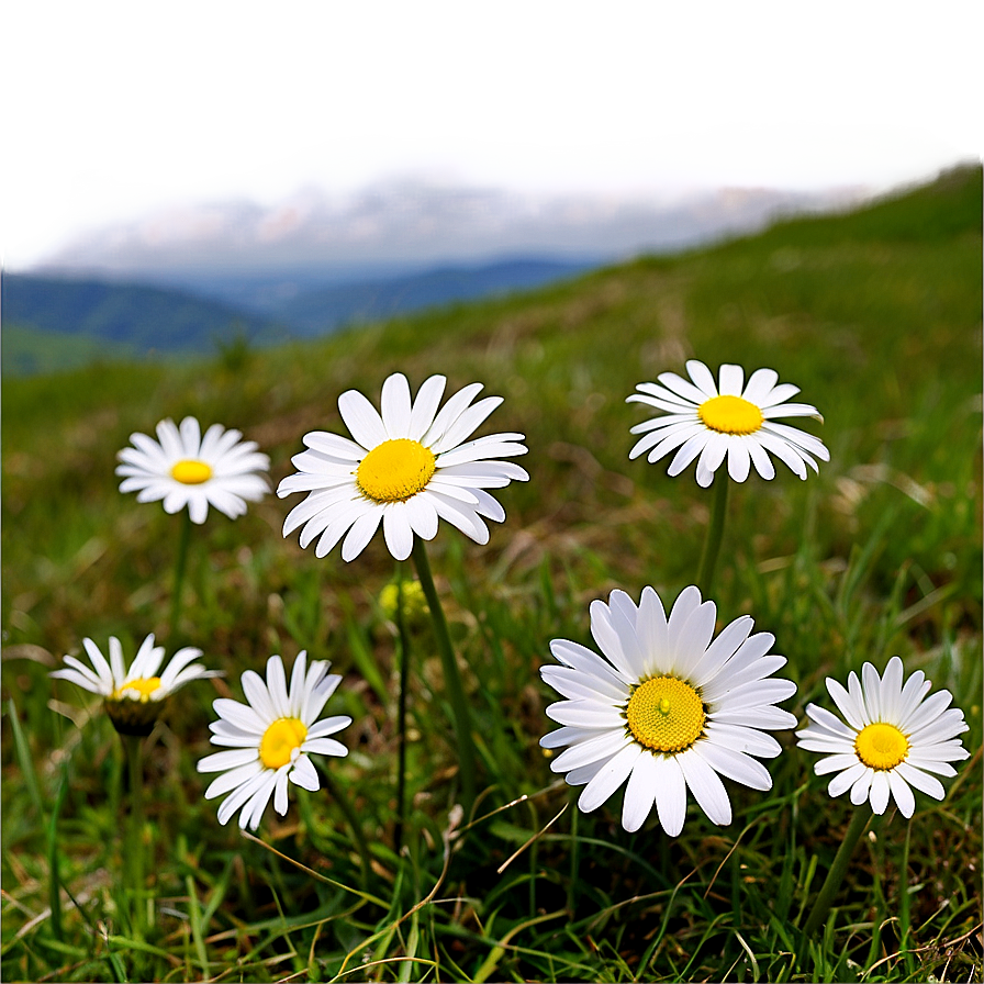 Daisies On Hillside Png Hoa PNG Image