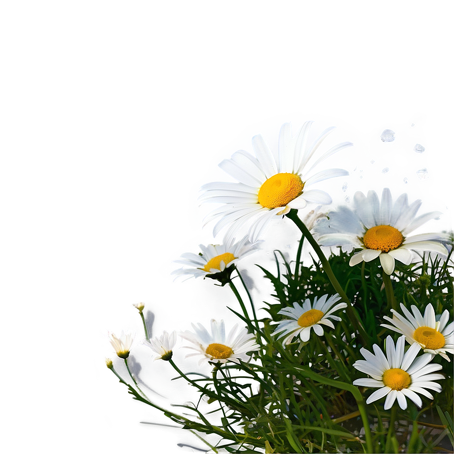 Daisies On Riverbank Png 63 PNG Image