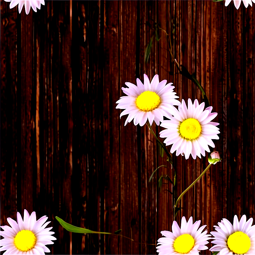 Daisies On Wooden Surface Png 25 PNG Image